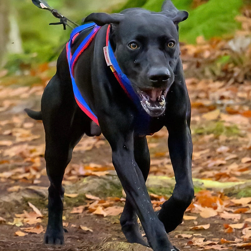 Xback Active G1 (Size 1-6)