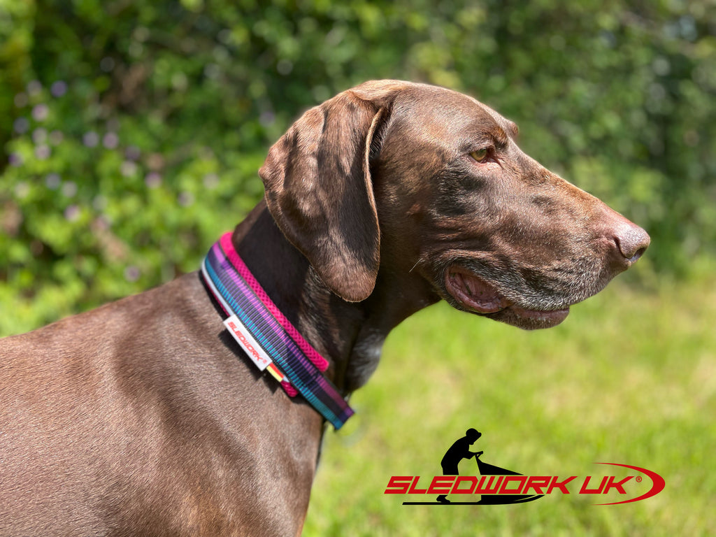 Safety Collar - Active Sport