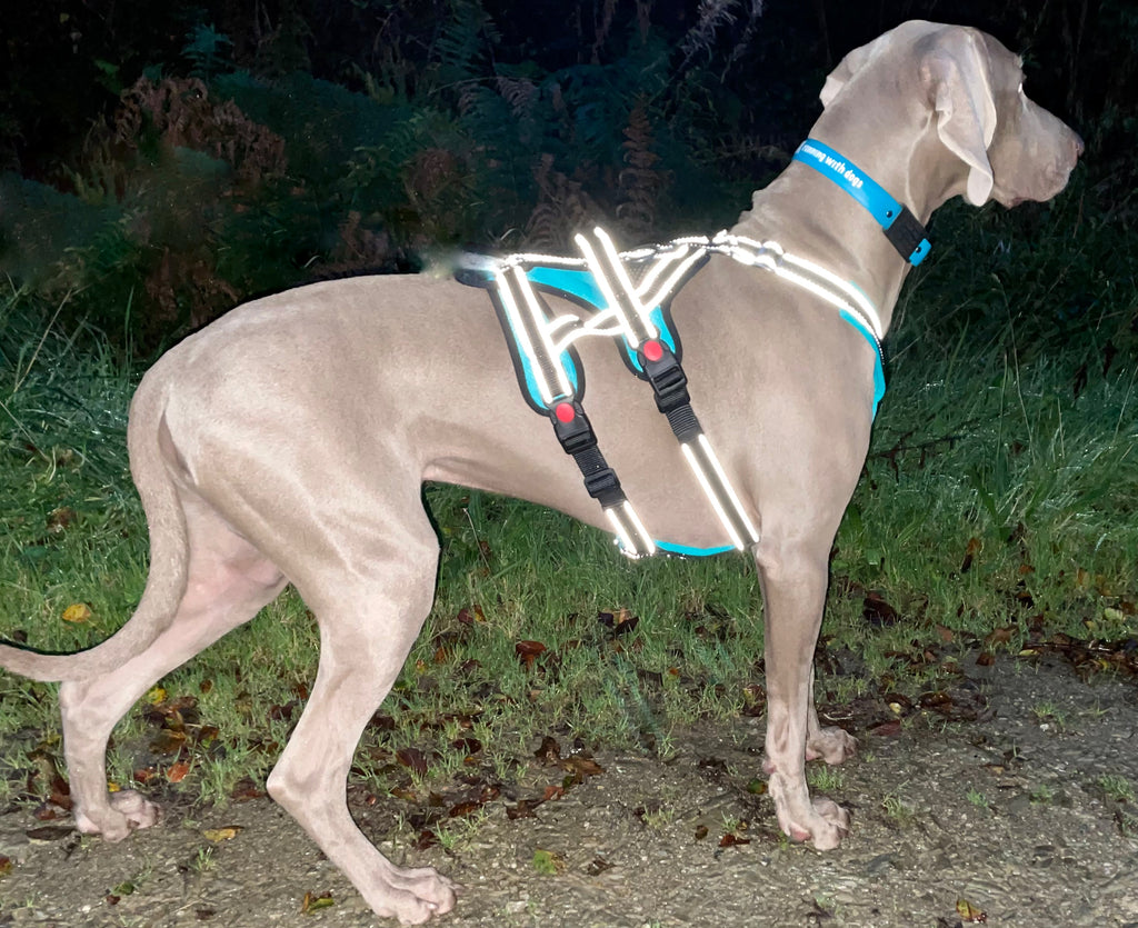 Open Range Harness