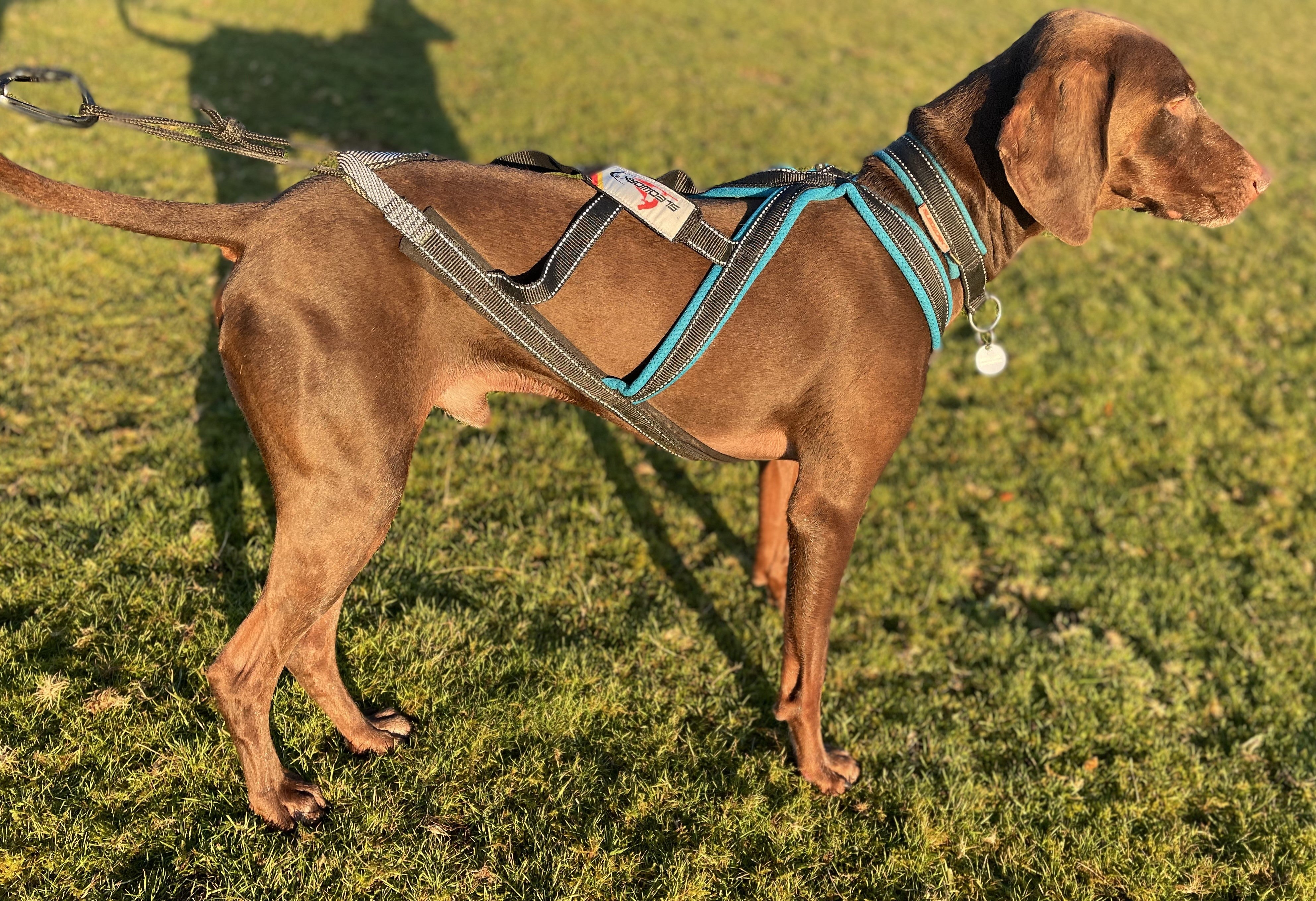 Canicross dog harness best sale